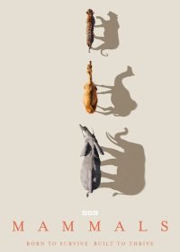 Млекопитающие